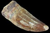Serrated, Carcharodontosaurus Tooth - Thick Tooth #85727-1